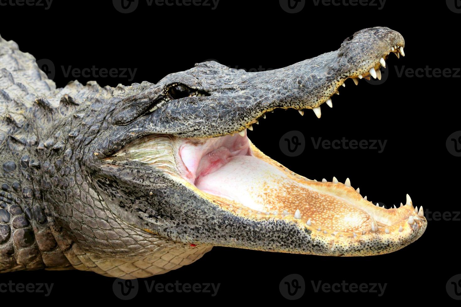 alligatore con la bocca aperta foto