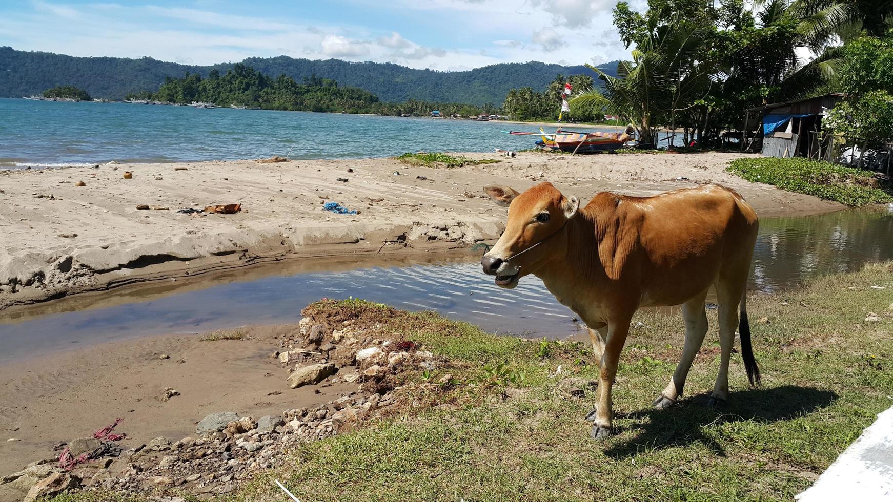 mucca in spiaggia foto