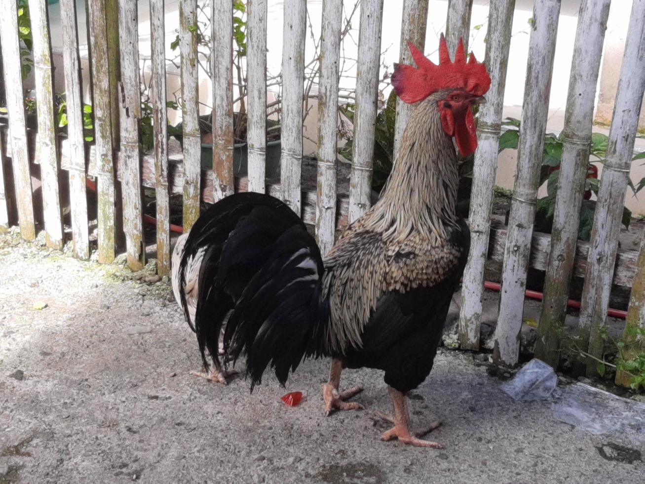 gallo possente, crestato rosso foto