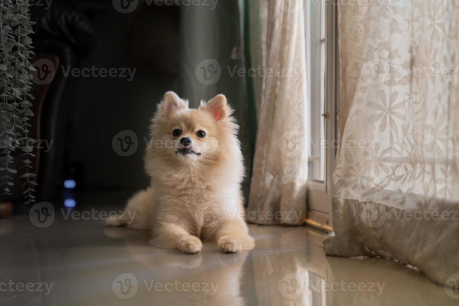 cane Pomerania in piedi alla porta e vuole uscire. un cane davanti a una porta d'ingresso con un'espressione triste in attesa dell'arrivo del suo proprietario per tornare a casa foto