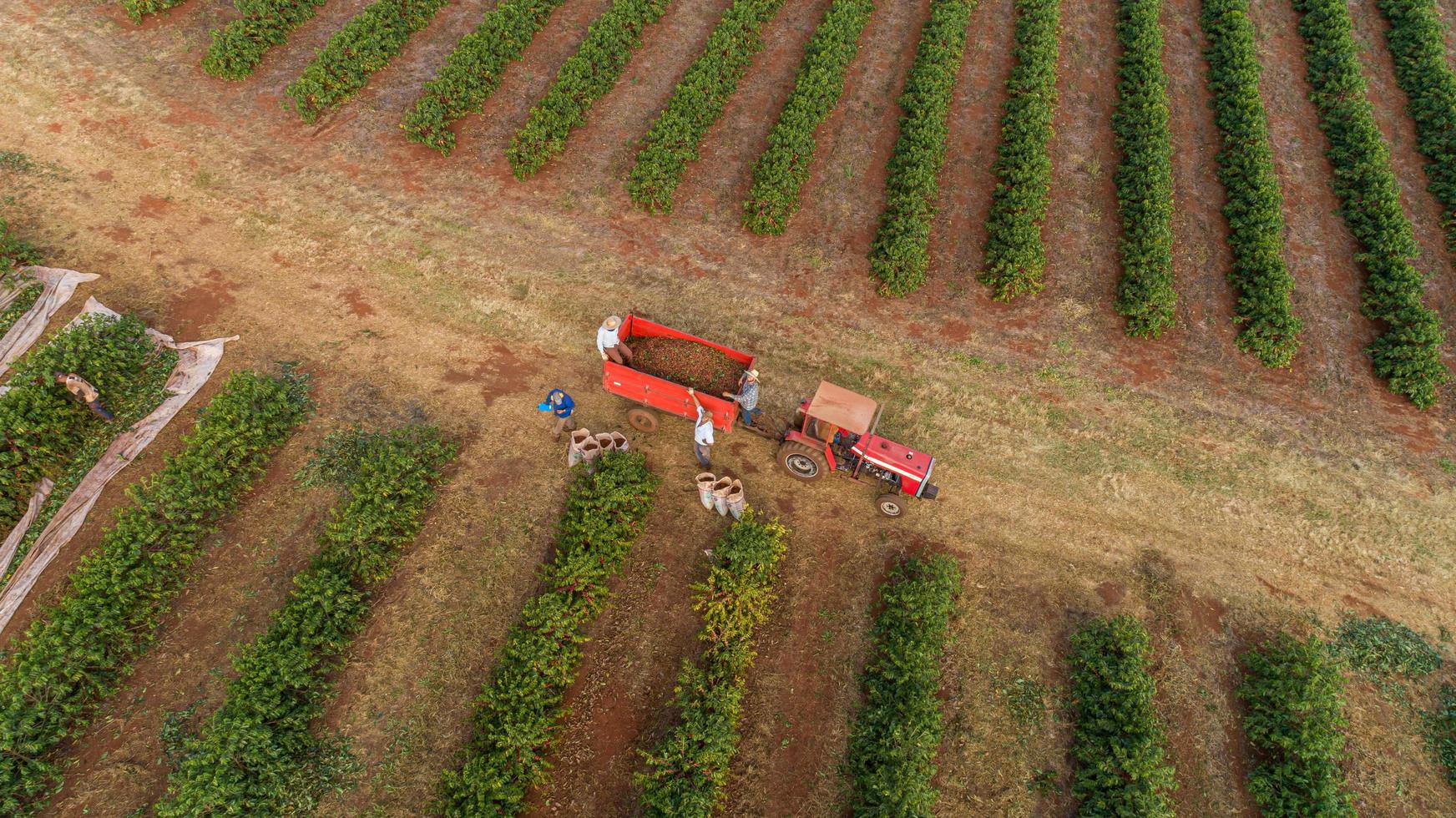 minas gerais, brasile, maggio 2020 - veduta aerea dei lavoratori che raccolgono il caffè foto