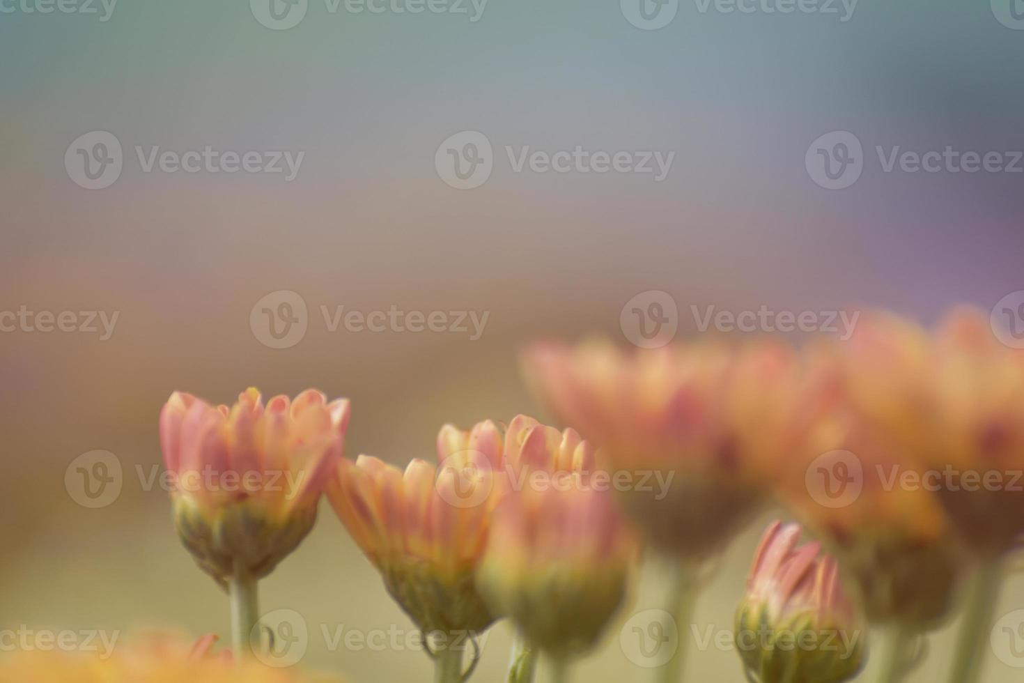 fiore di crisantemo sfocato morbido con sole e bokeh caldo dolce dalla luce. colore pastello foto