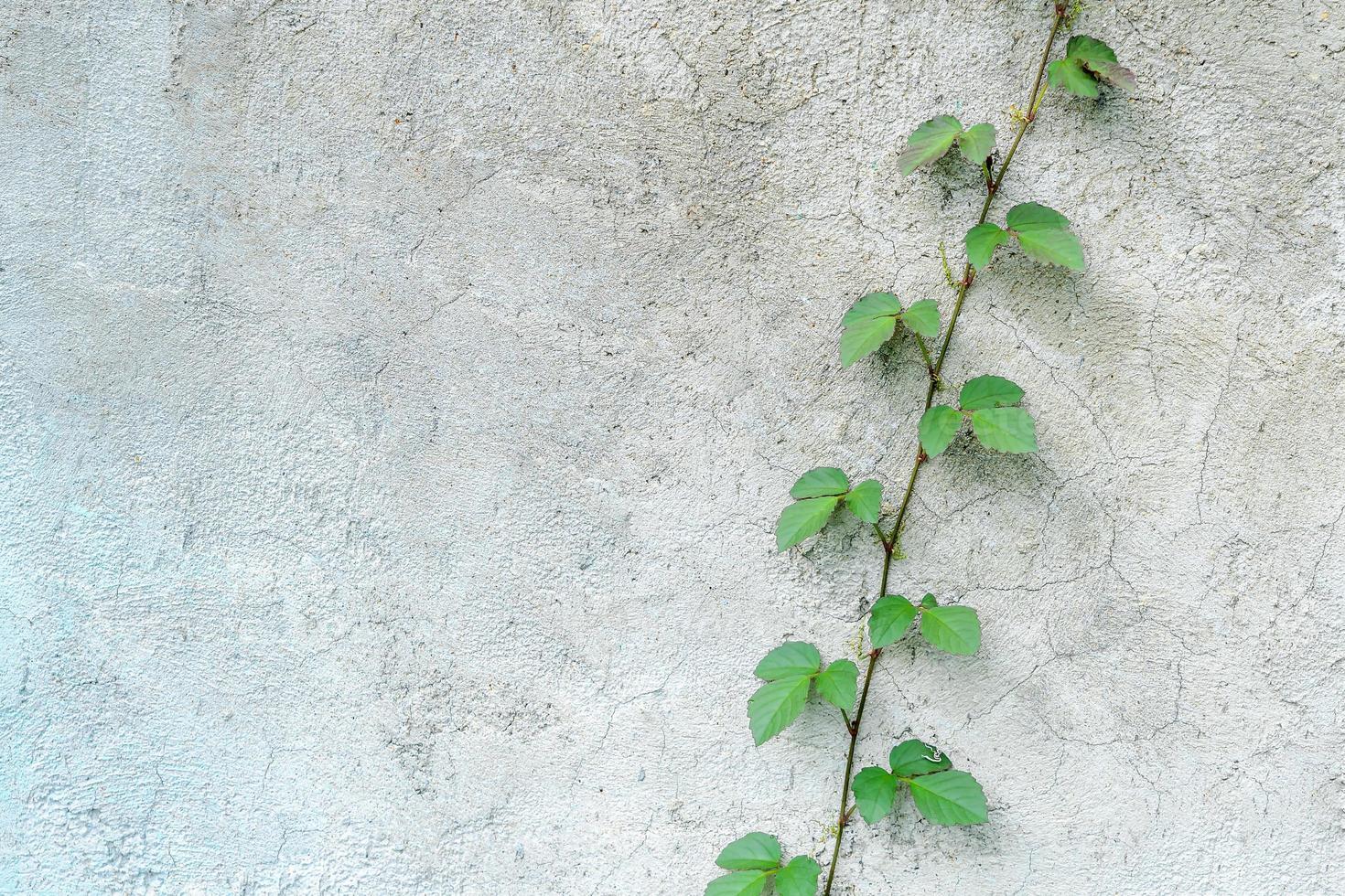 il fuoco selettivo della foglia della piccola pianta germina sullo sfondo del muro. piccola pianta verde che cresce vicino al vecchio muro di cemento. concetto di variazione e coraggioso. copia spazio per aggiungere i tuoi contenuti. foto