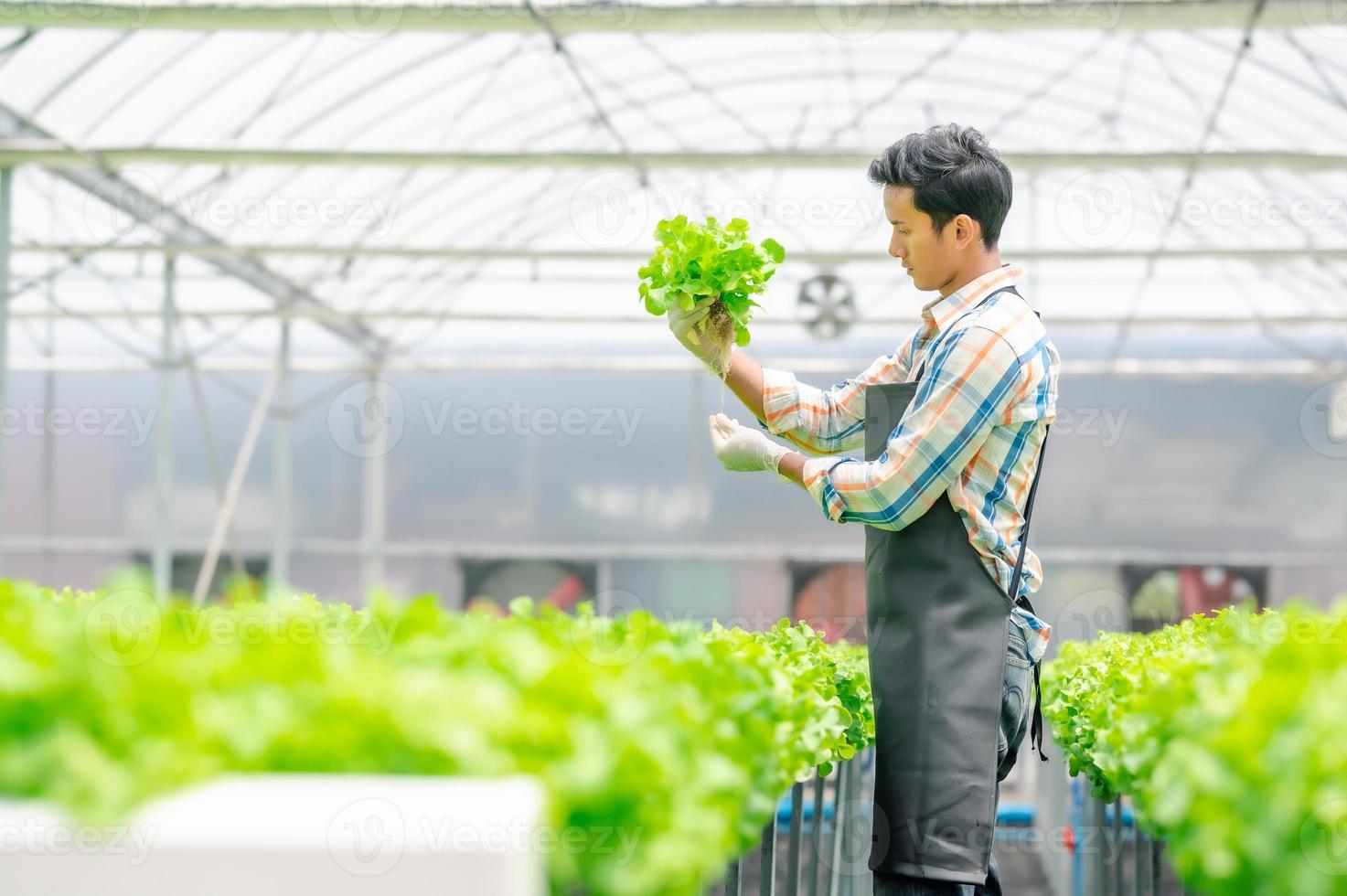 uomo asiatico che controlla la quercia verde fresca foto