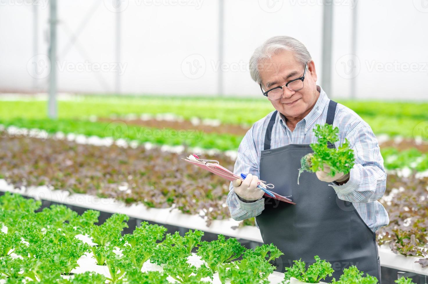 uomo asiatico anziano felice che controlla la verdura fresca della lattuga nella fattoria idroponica della serra. attività degli anziani foto