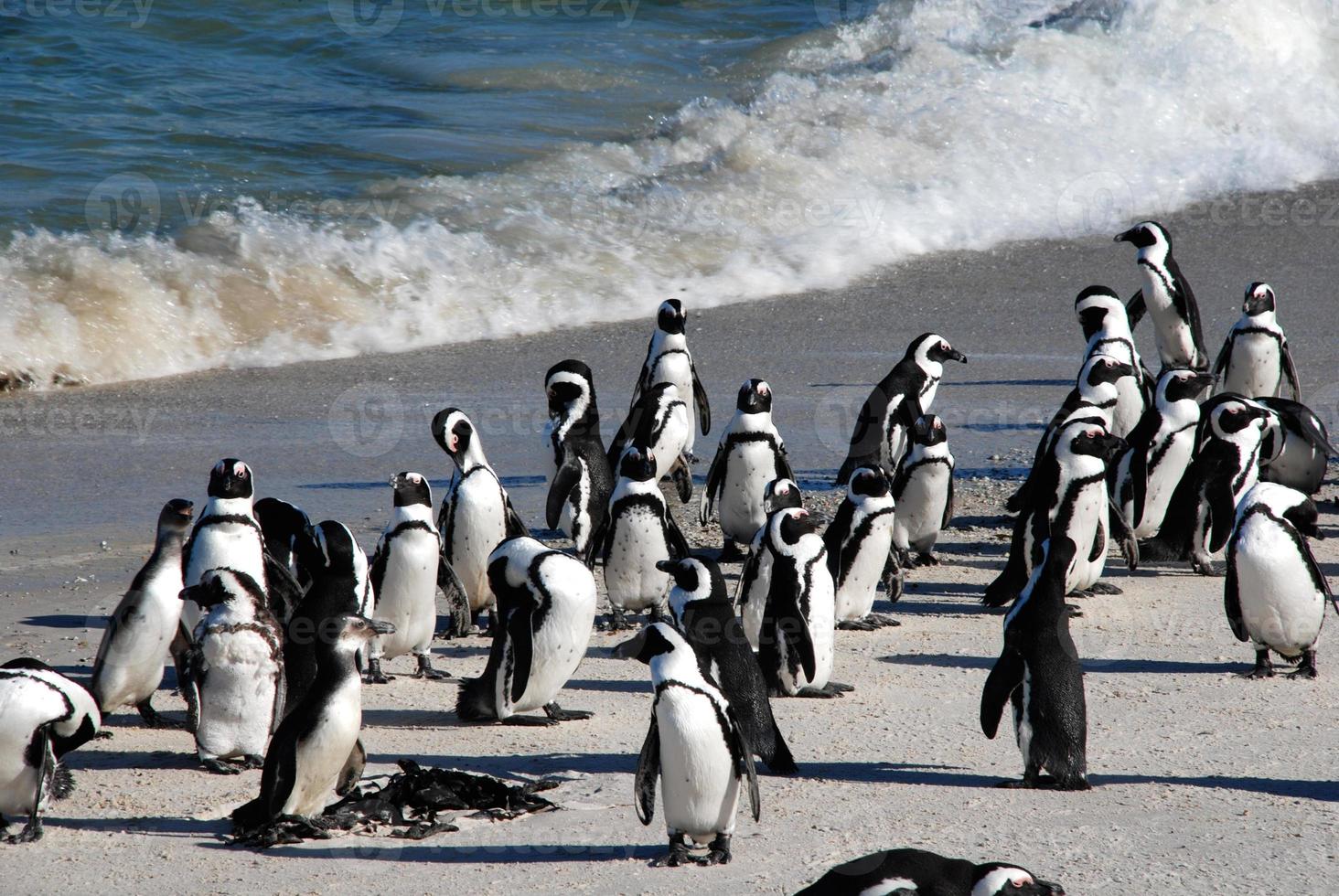 pinguini africani a boulder beach (sud africa) foto