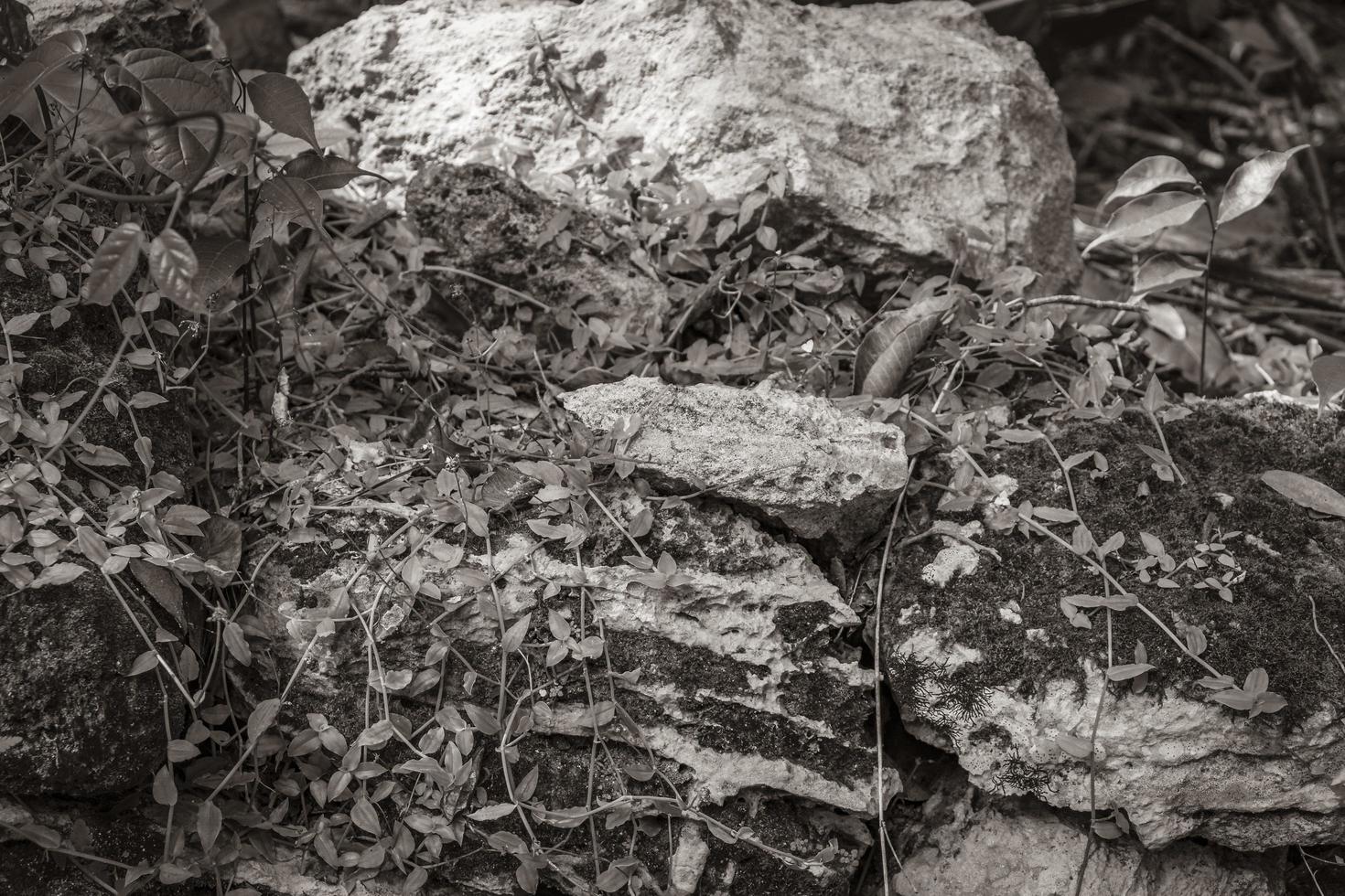 giungla tropicale piante alberi rocce pietre muyil rovine maya messico. foto