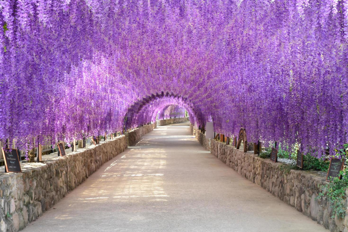 bellissimo tunnel di fiori viola nel centro internazionale di meditazione di Cherntawan foto