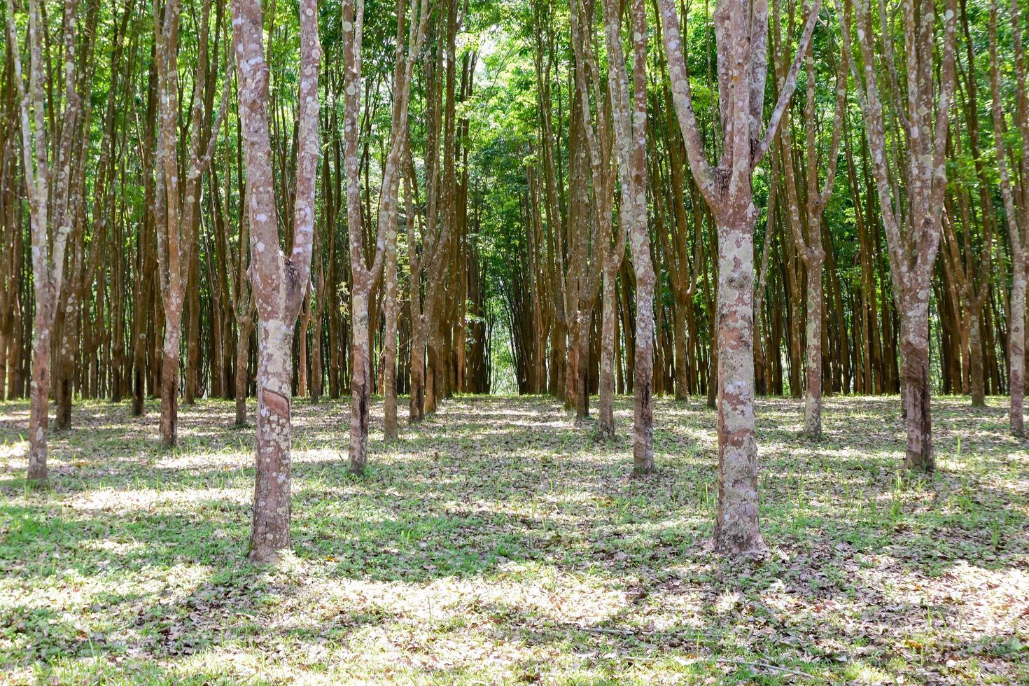 vista delle piantagioni di gomma nel nord della thailandia foto