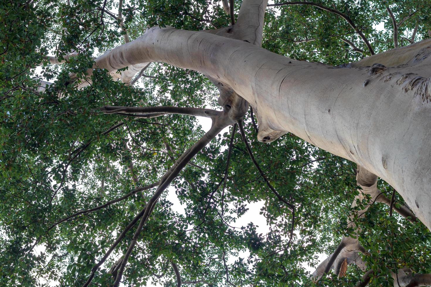 vista sotto il grande albero con le sue foglie. foto