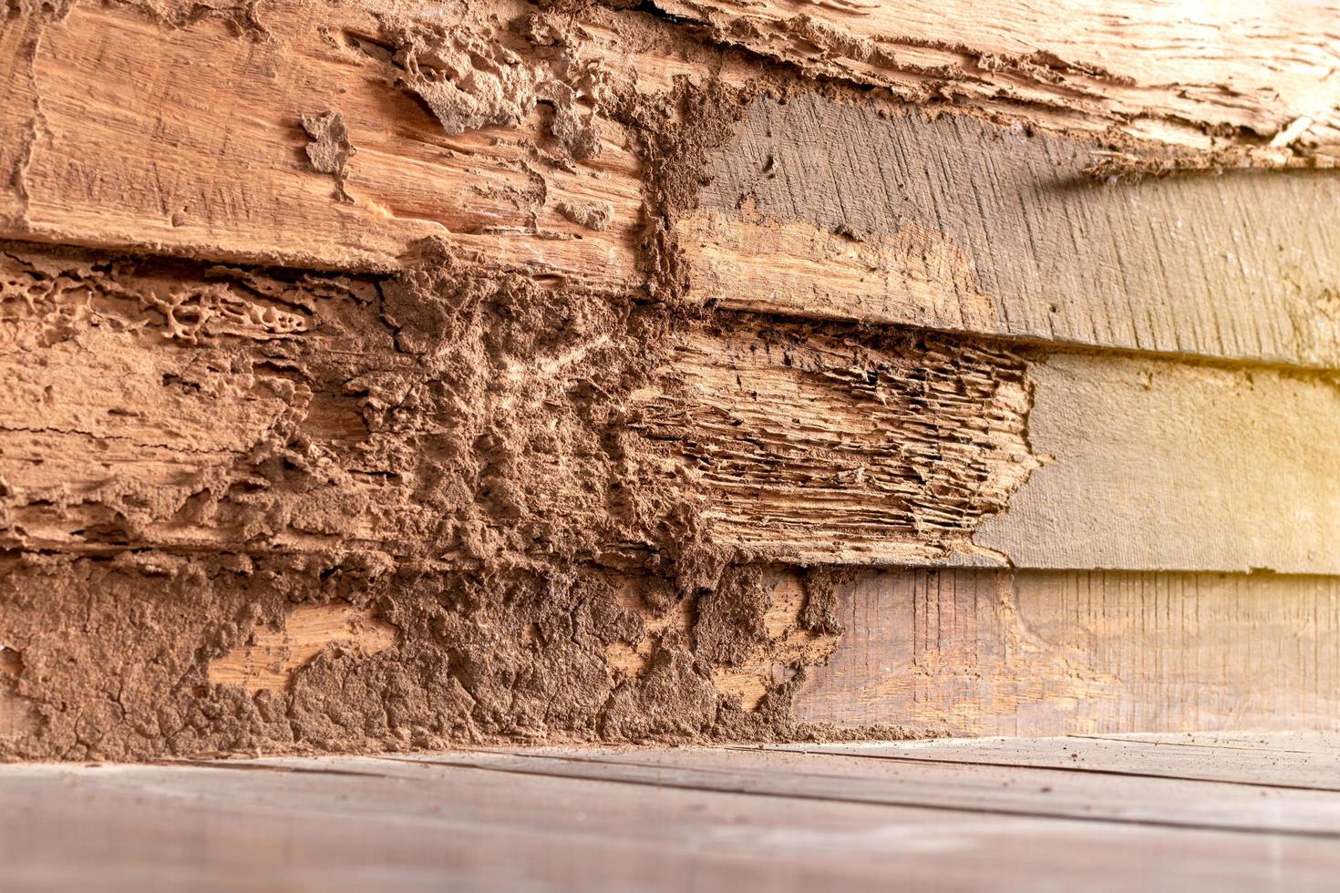 vecchi muri di legno che sono stati morsi dalle termiti. foto