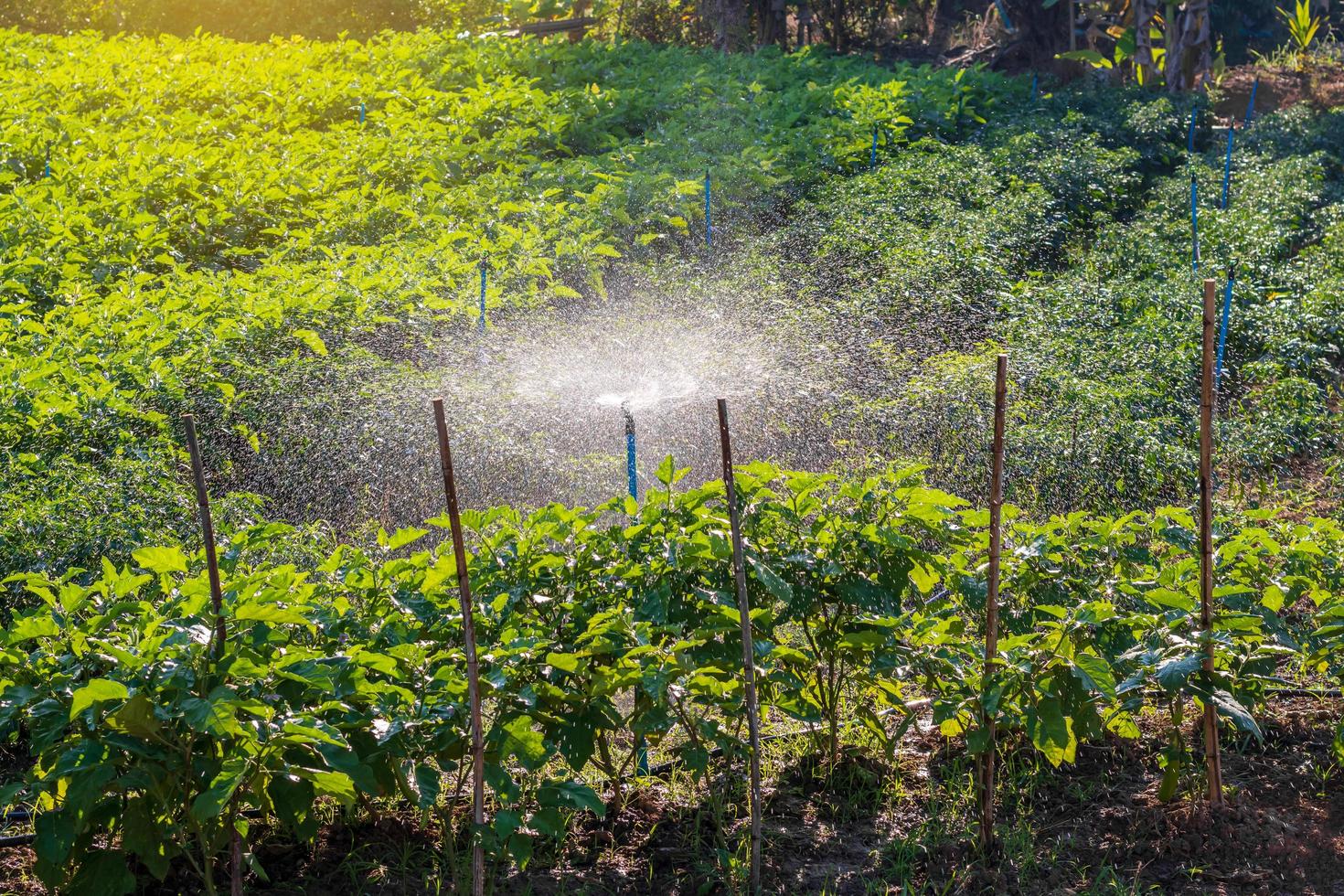 colture in campo di melanzane con sistemi di irrorazione dell'acqua. foto