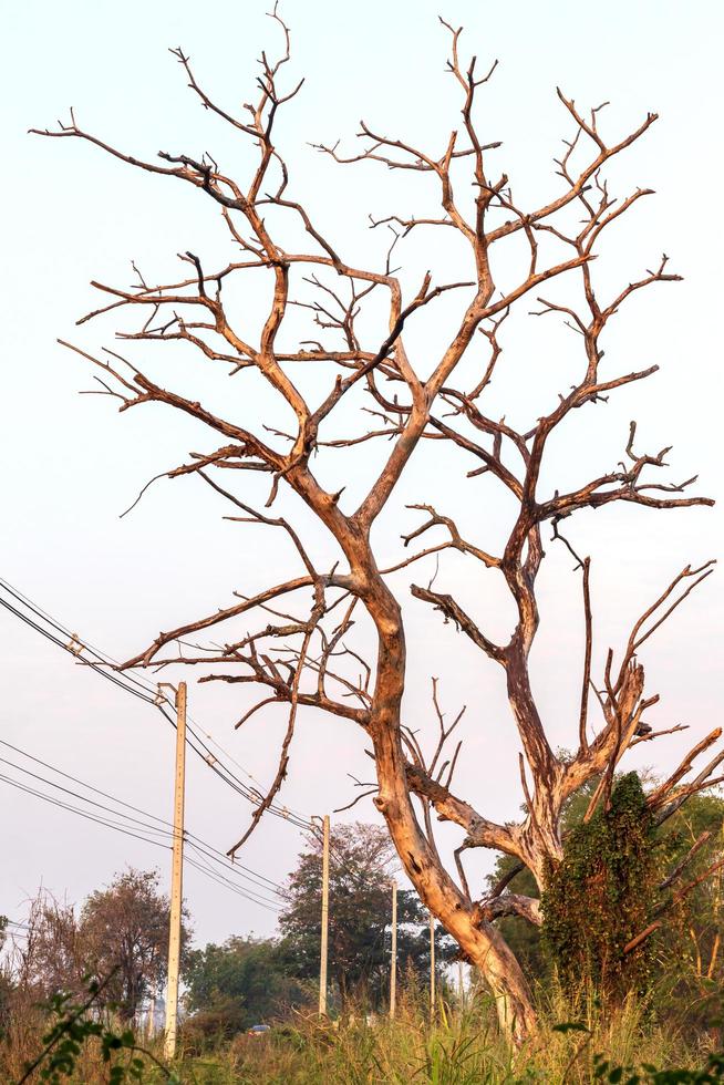 alberi, rami morti, morti sopra la campagna. foto