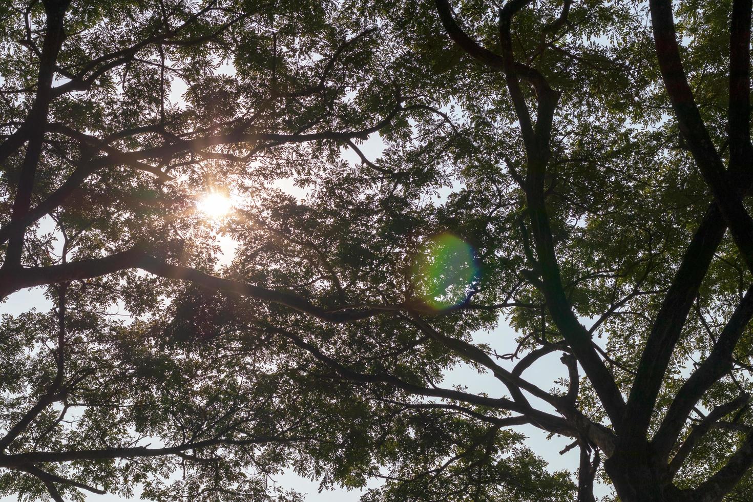 sfondo di luce solare che splende attraverso grandi rami durante il giorno. foto