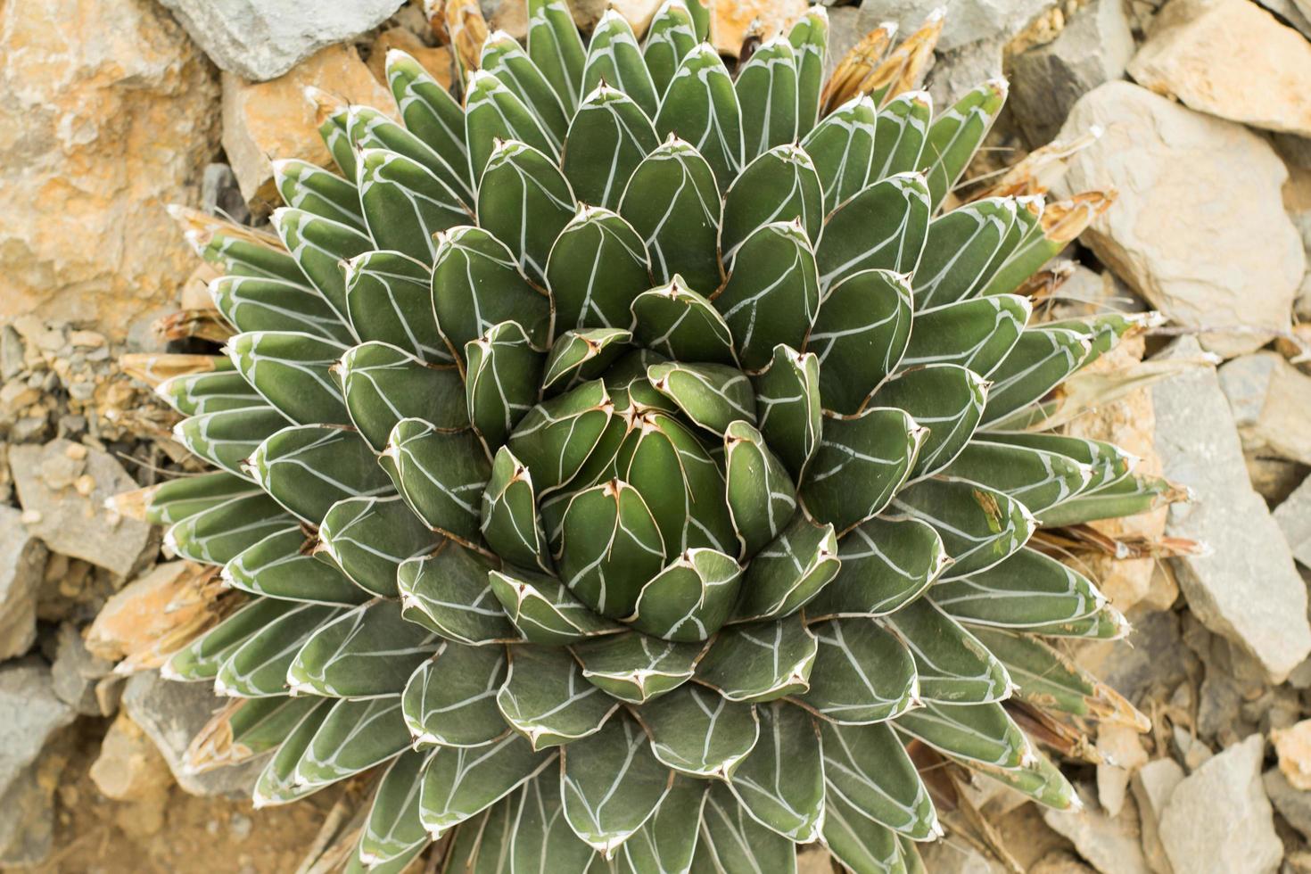 piante grasse in un habitat naturale, cactus nel deserto all'aperto foto