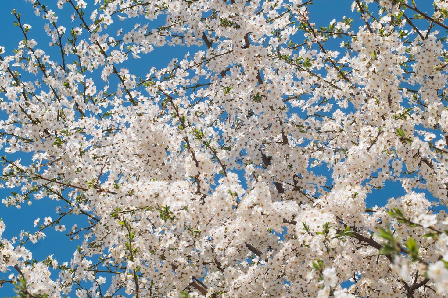 primo piano di fiori di ciliegio bianchi foto