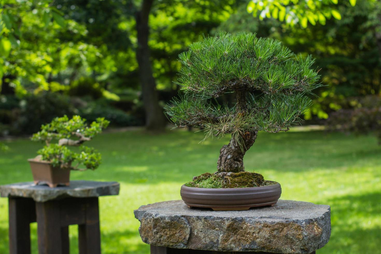 immagine ravvicinata dell'albero dei bonsai nel giardino giapponese foto
