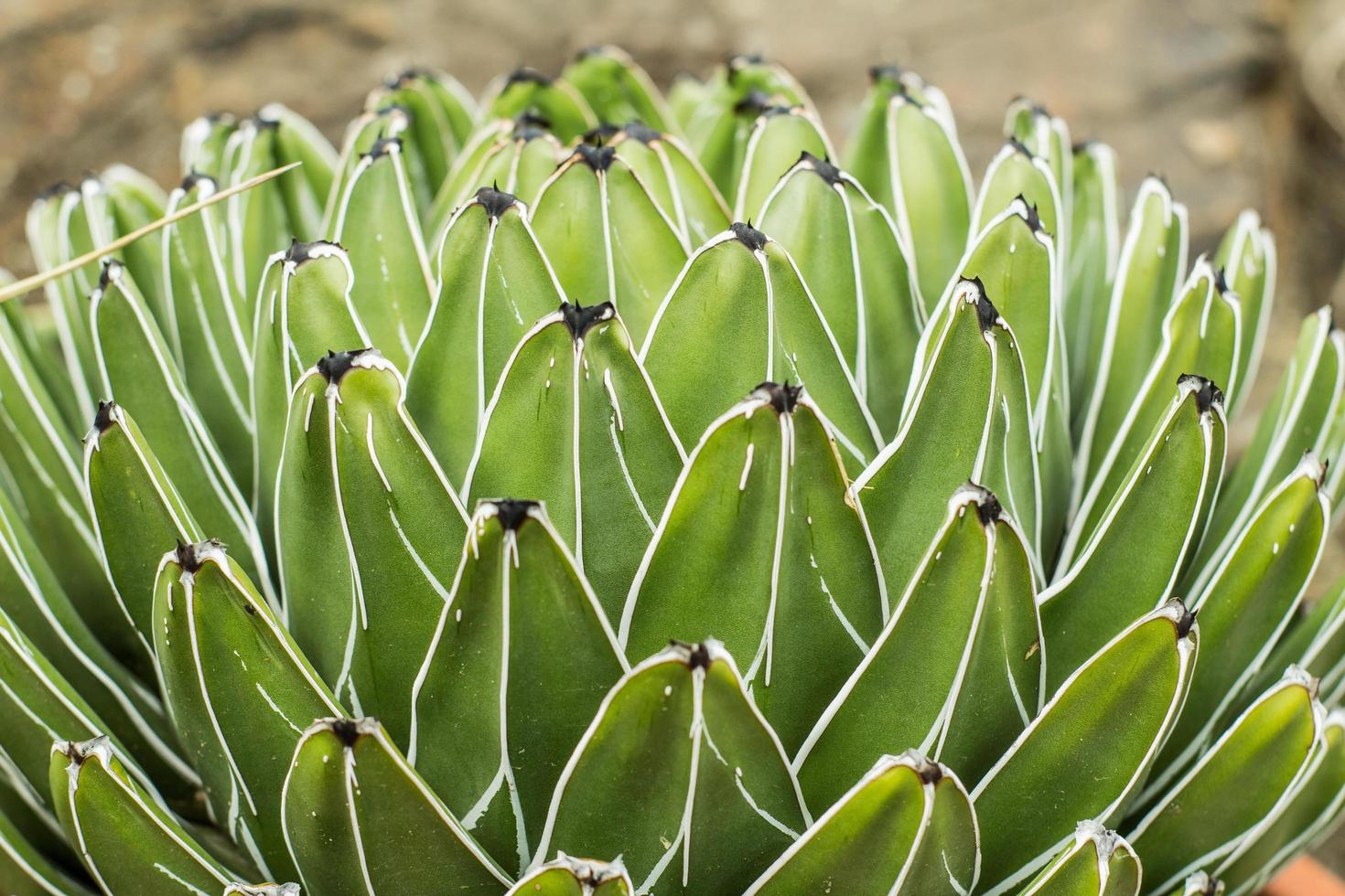 piante grasse in un habitat naturale, cactus nel deserto all'aperto foto