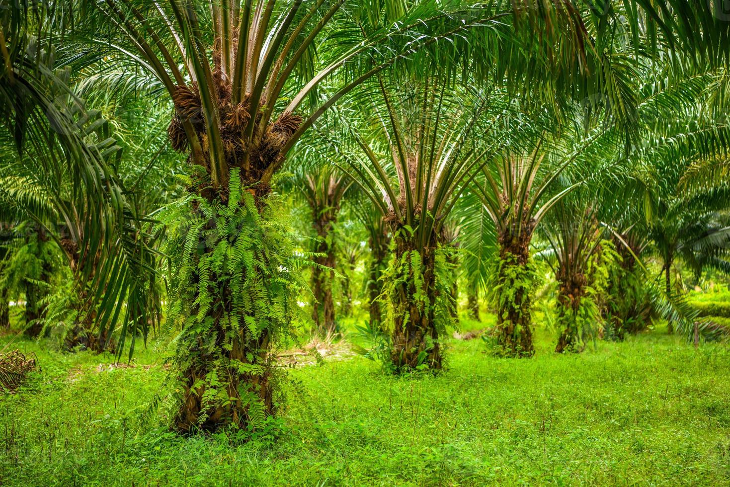 piantagione di palme da olio, giungla tropicale, phang-nga, thailandia foto