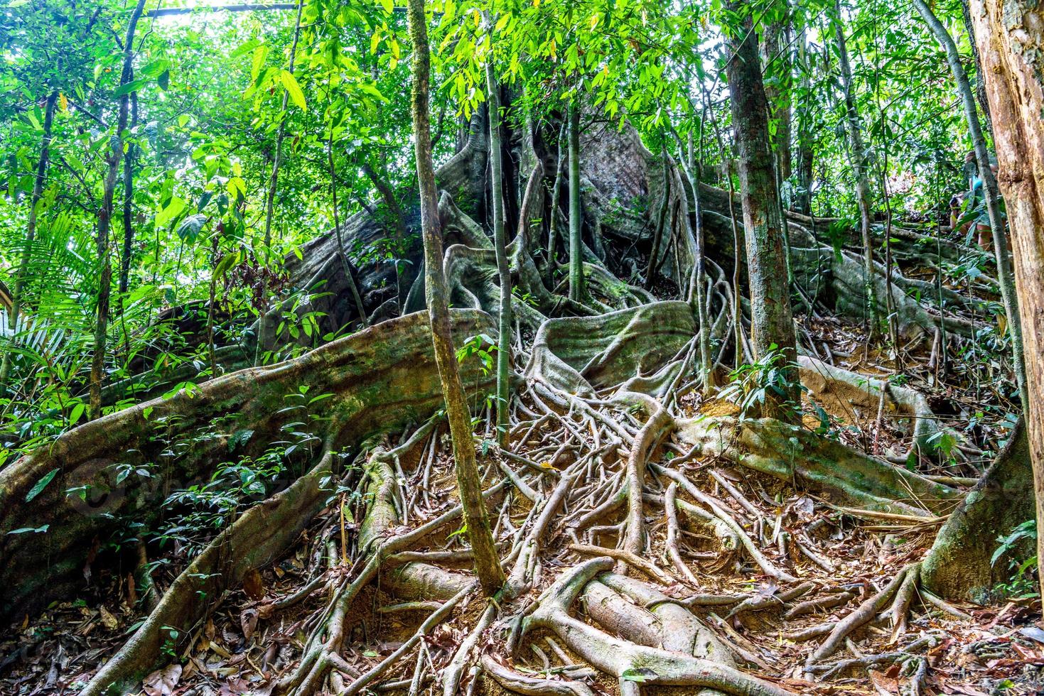 radici degli alberi di un albero enorme, parco nazionale di khlong phanom, kapong, ph foto