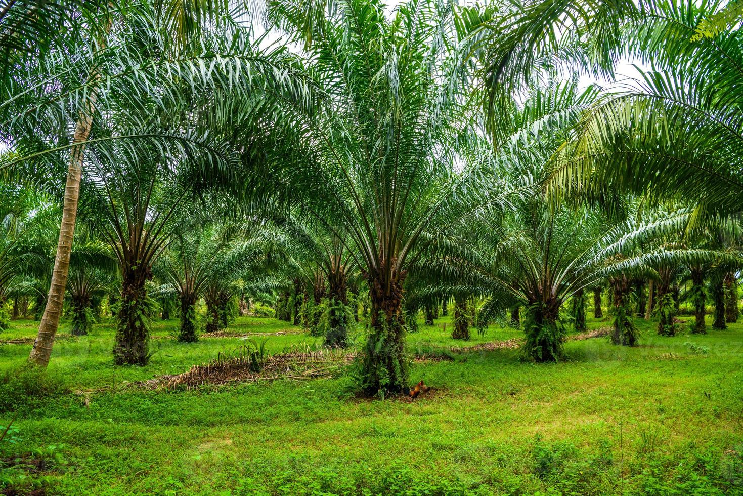 piantagione di palme da olio, giungla tropicale, phang-nga, thailandia foto