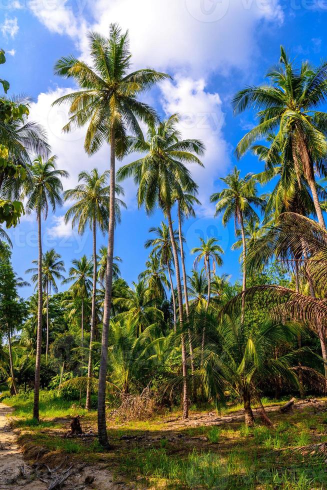 palme da cocco nelle giungle, isola di koh phangan, suratthani, thaila foto