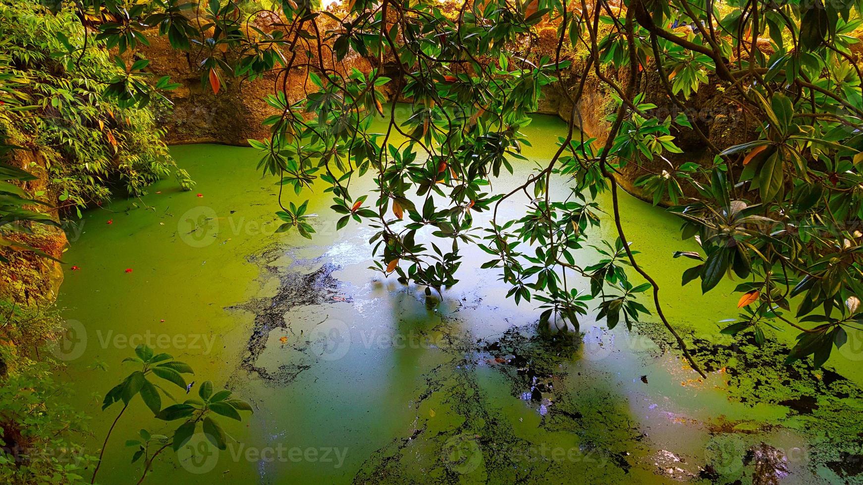 stagno di acqua verde con vegetazione intorno foto