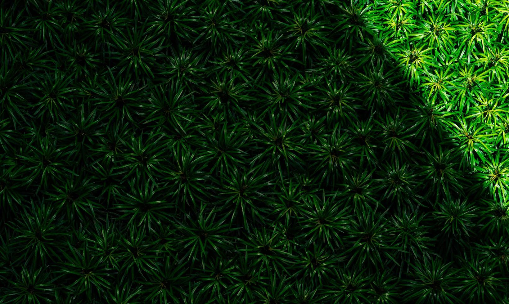 primo piano del fondo di struttura delle foglie verdi. foglie verdi con un bel motivo nella giungla per il concetto organico. pianta naturale in giardino tropicale. sfondo della natura. piccola foglia verde sullo sfondo del cespuglio. foto
