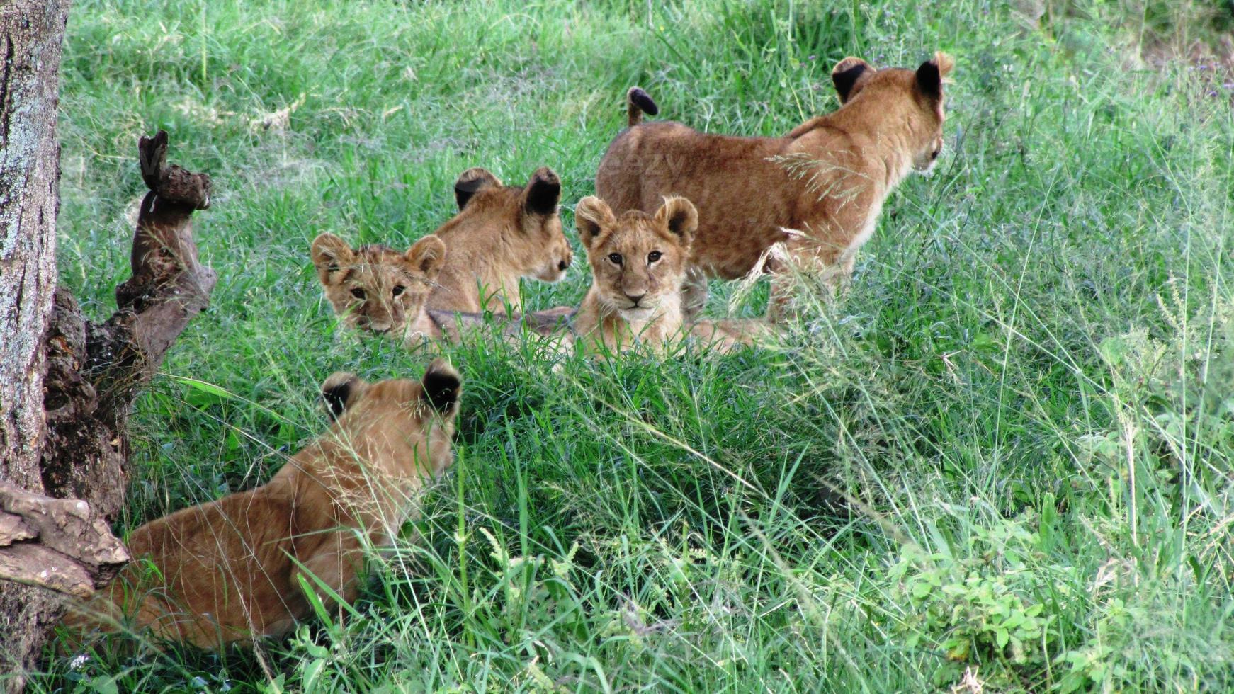 animali allo stato brado, riserva nazionale masai mara, kenia foto