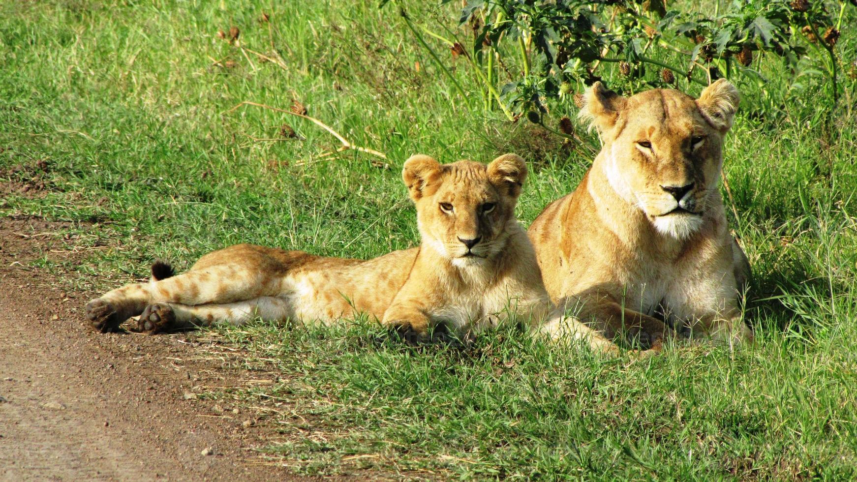 cuccioli di leone in masai mara foto