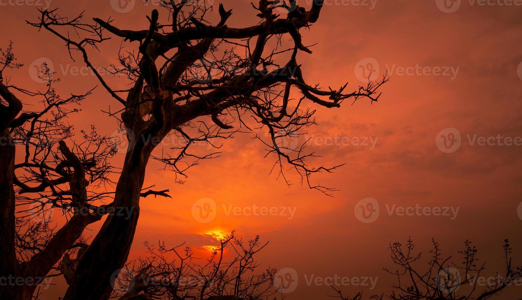 silhouette albero morto e rami con cielo rosso romantico al tramonto in estate. sfondo pacifico e tranquillo. momenti felici la sera con la bellezza della natura. scene del tramonto nei romanzi d'amore romantici. foto