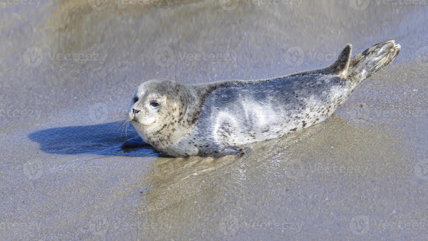 cucciolo di foca a la jolla foto