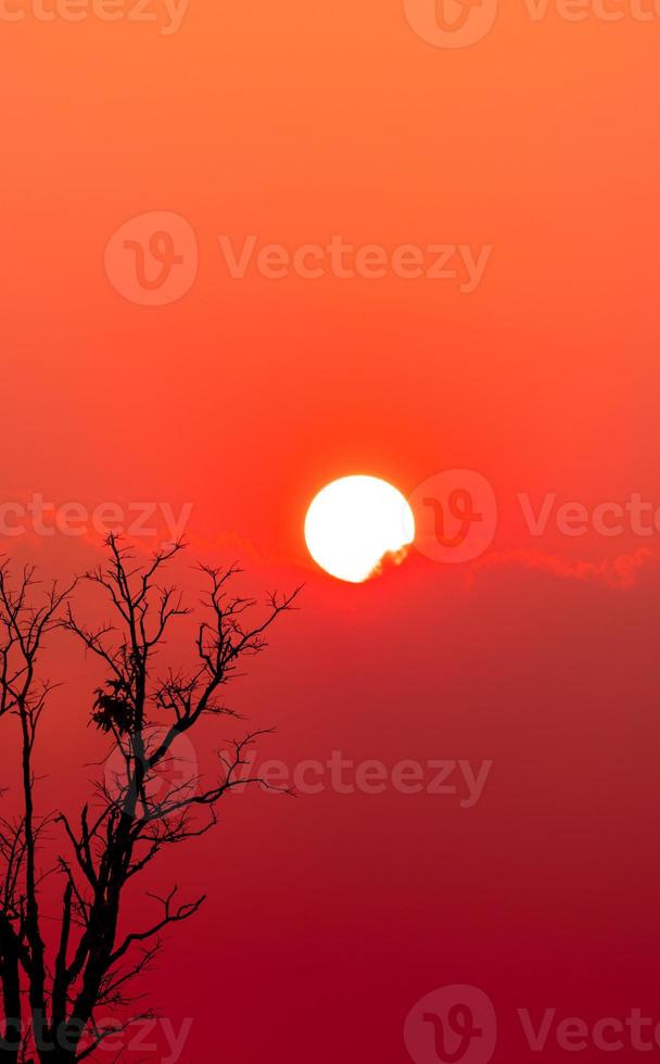 bella silhouette albero morto e tramonto rosso cielo e nuvole. scena romantica e pacifica del grande sole e del cielo rosso al tramonto con motivi artistici di bellezza di rami. natura tranquilla. bellezza nella natura. foto