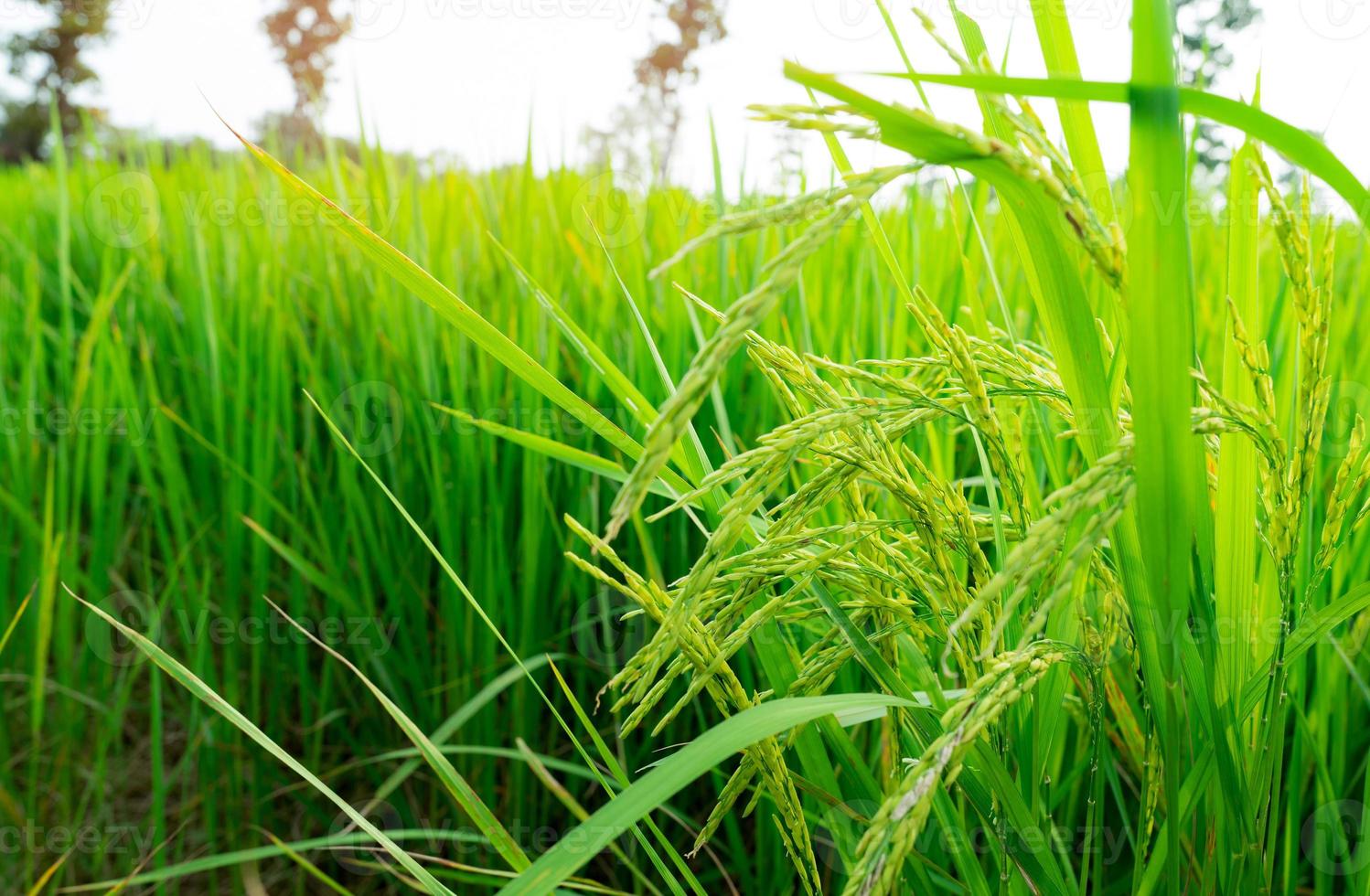 messa a fuoco selettiva sulla spiga di riso. campo di risone verde. piantagione di riso. risaia biologica in asia. prezzo del riso nel concetto di mercato mondiale. bellissima natura del terreno agricolo. risaia. coltivazione delle piante. foto