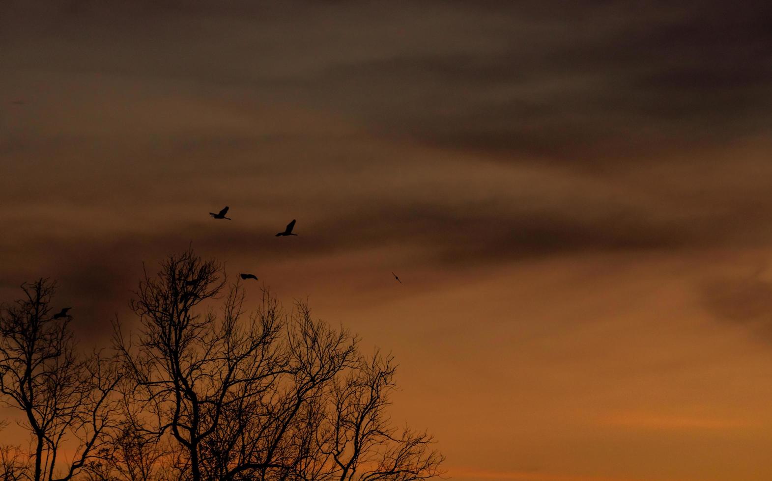 silhouette albero spoglio e cielo al tramonto. albero morto sul cielo scuro del tramonto. scena romantica e tranquilla. albero morto contro il cielo al tramonto arancione. paesaggio naturale. sfondo astratto pacifico e tranquillo. foto