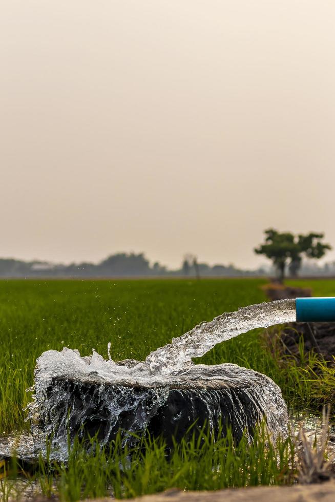 l'acqua scorre da un tubo in una conca di riso verde e alberi. foto