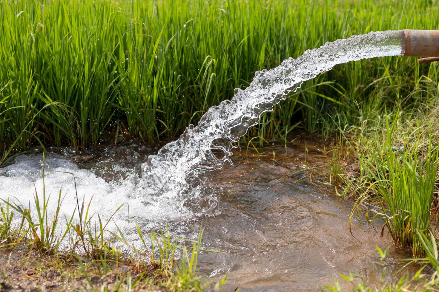 l'acqua scorre dai tubi nelle verdi risaie. foto