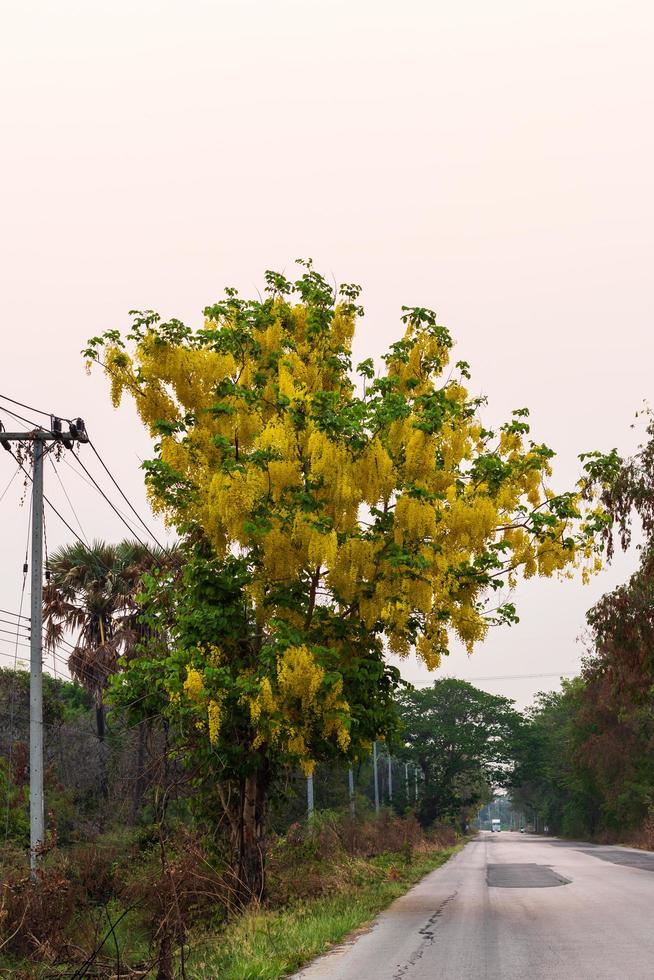 albero della doccia dorata accanto a una strada di campagna. foto