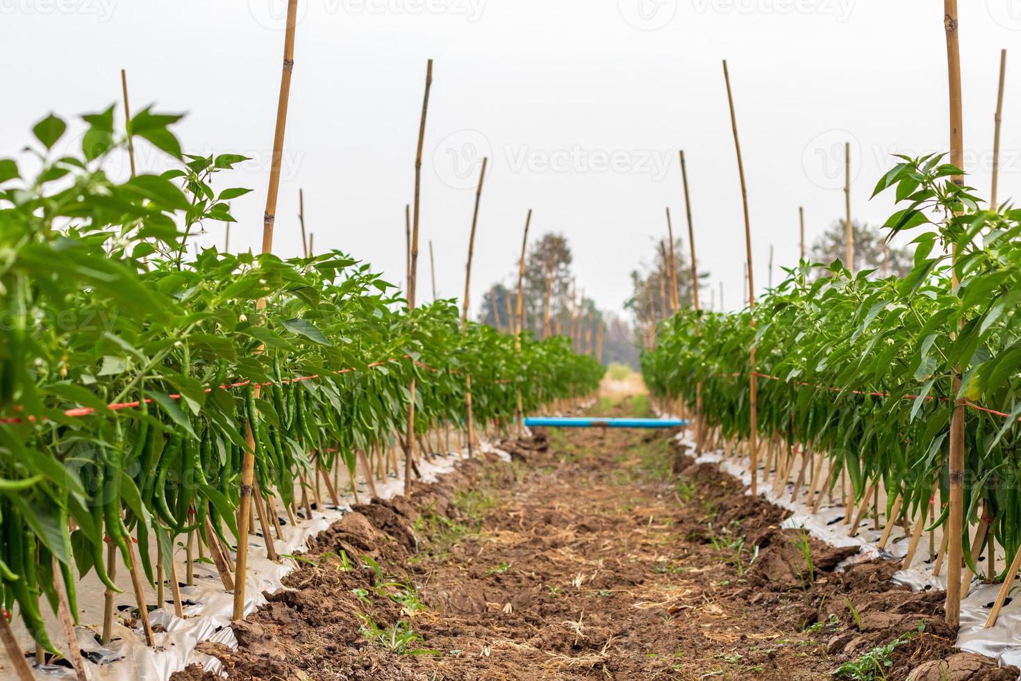 fila di colture di peperoncino nelle risaie. foto