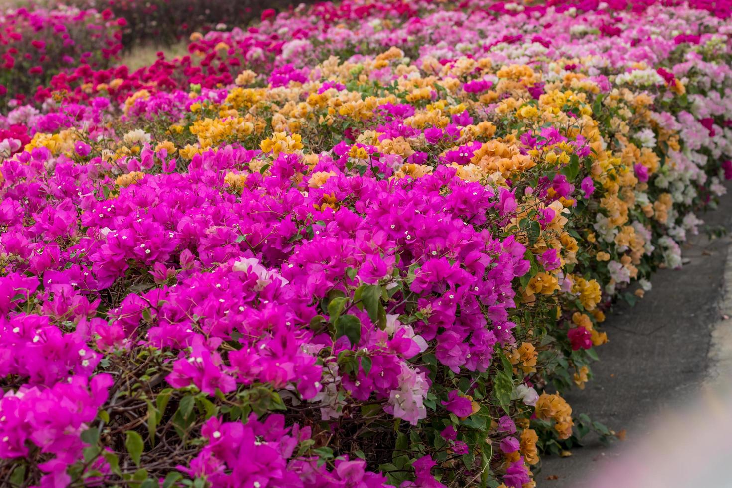 un gruppo di bellissimi fiori di bouganville che sbocciano nel parco. foto