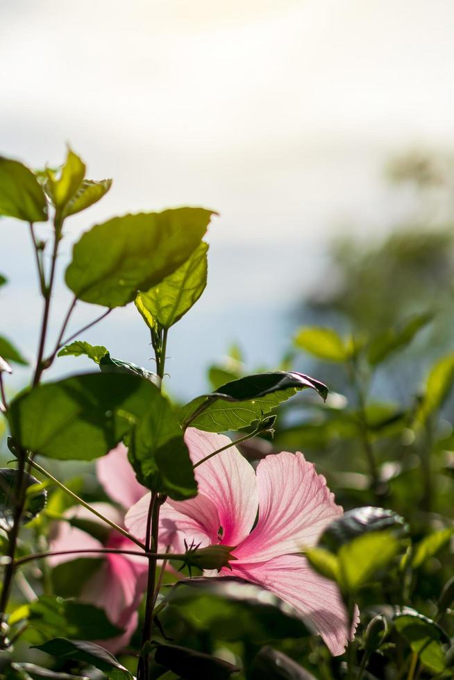 fiori di ibisco rosa con scene sfocate. foto