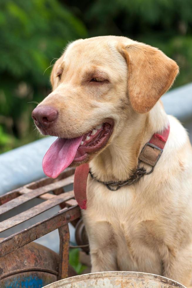 cane tailandese, color crema, lingua fuori, ansimante. foto