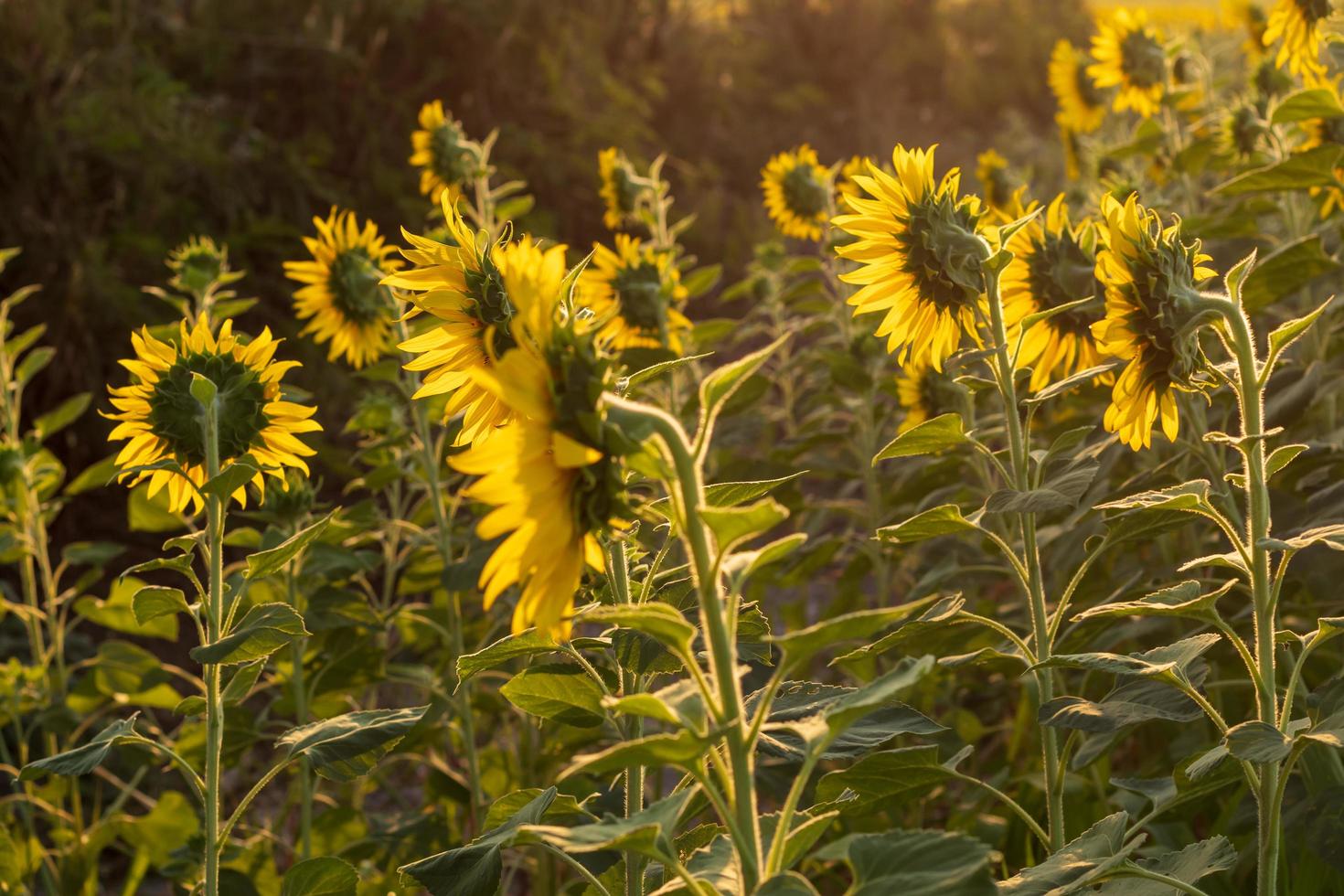 giardino di girasoli vicino alla foresta e alla luce del sole. foto