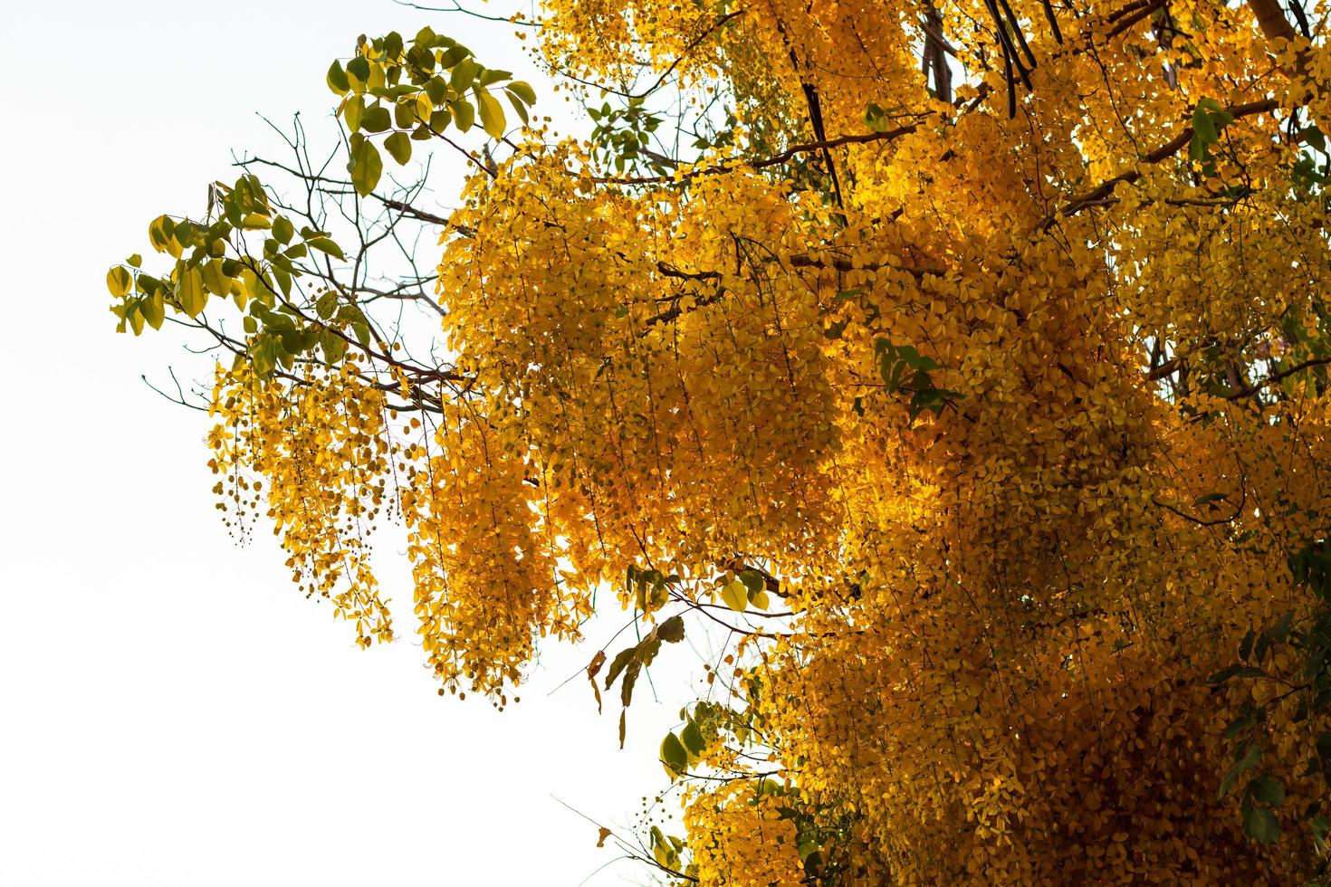 fistola cassia, albero della doccia dorata. foto