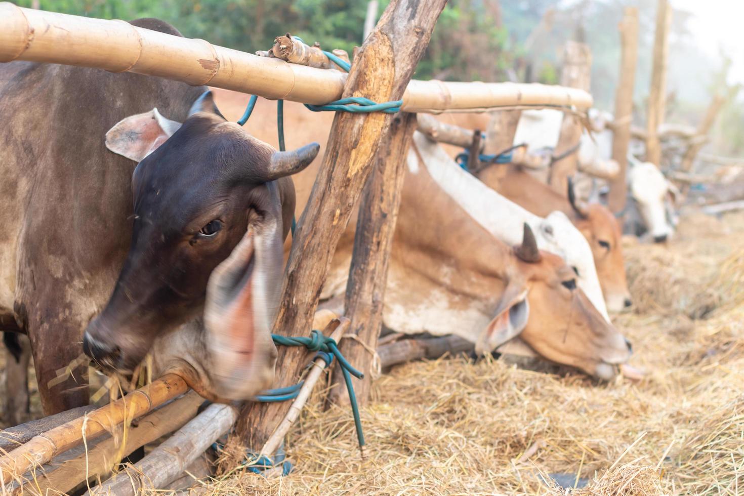 mucche tailandesi in un recinto di legno che mangiano paglia di riso. foto