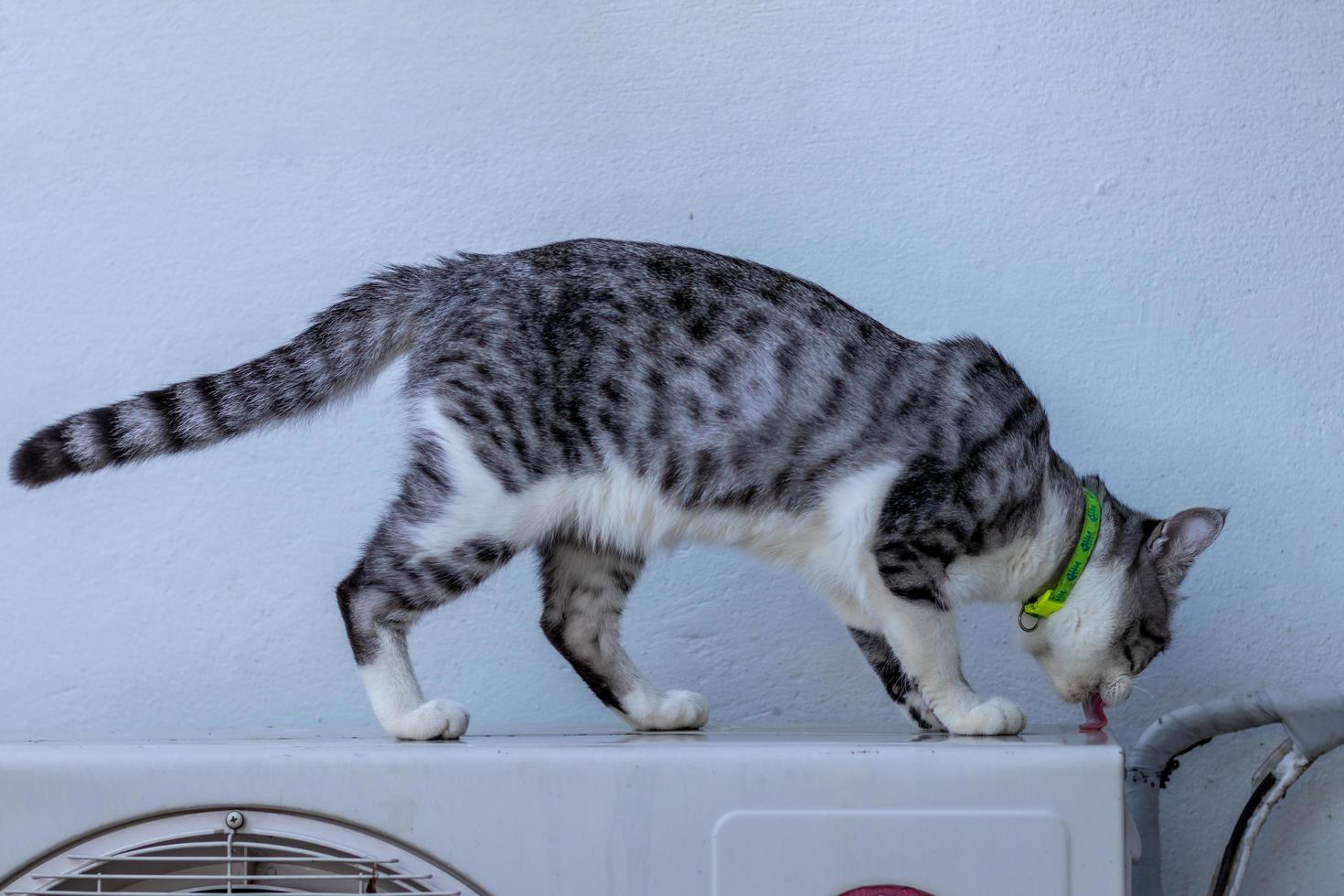 un gatto a fantasia in bianco e nero lecca l'acqua sul compressore. foto