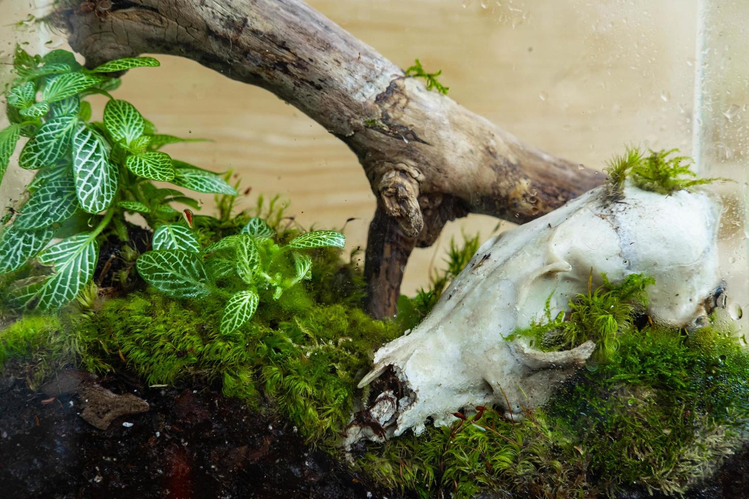 florarium con piante forestali e decorazione di muschio, legno e teschio animale foto