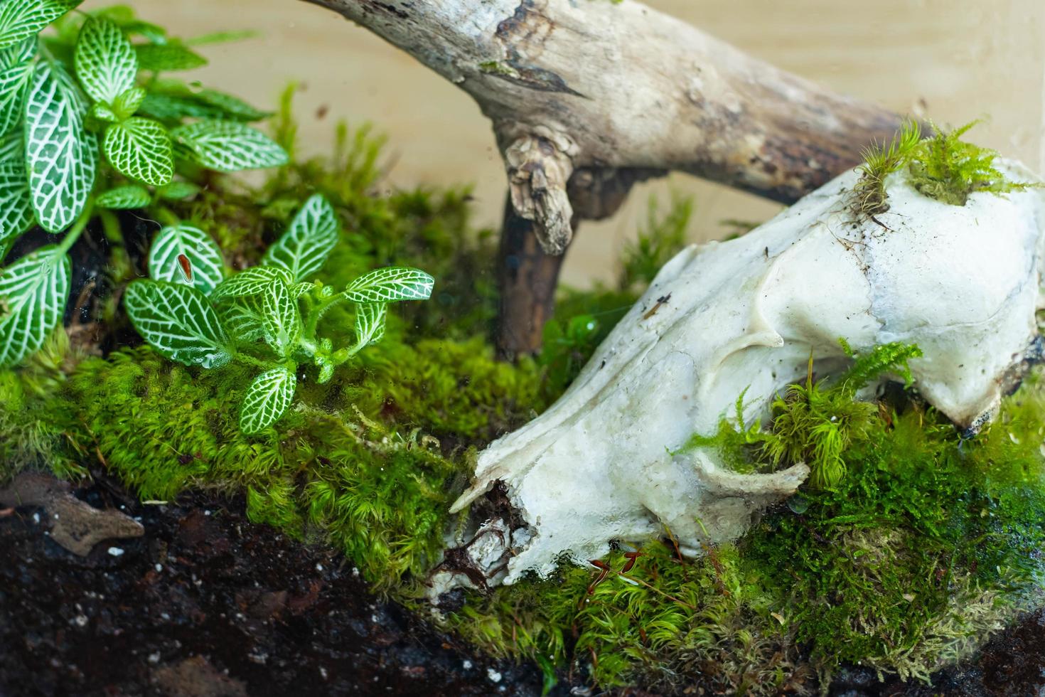 florarium con piante forestali e decorazione di muschio, legno e teschio animale foto