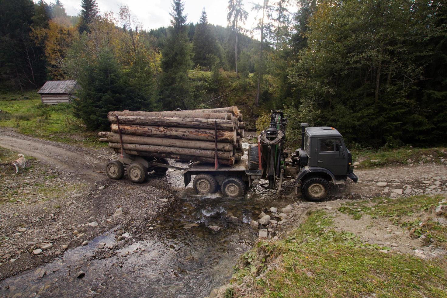 abbattimento di alberi nella foresta di charpatians, abbattimento di pini in montagna, foresta distrutta, disastri naturali, problemi ecologici foto