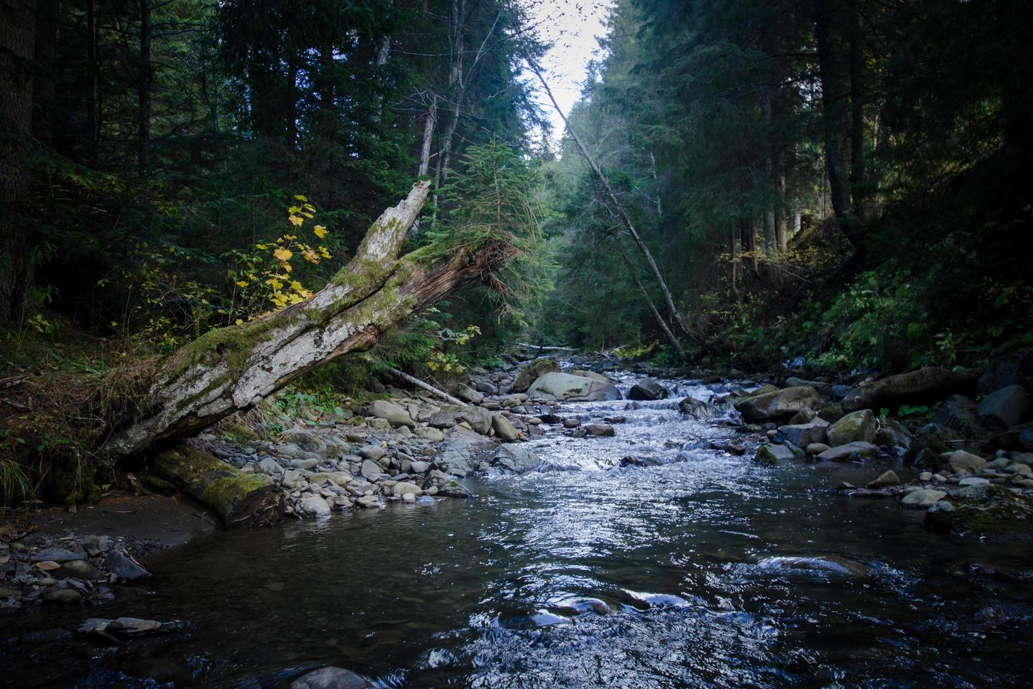 fiume di montagna con sfondo di pietre, foresta e rocce foto